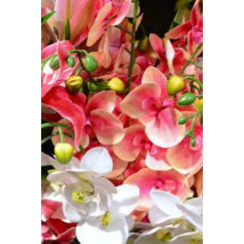 Rare Orchids